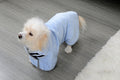 Microfiber Pet Absorbent Towel | Quick-Dry Dog Bathrobe for Dogs & Cats